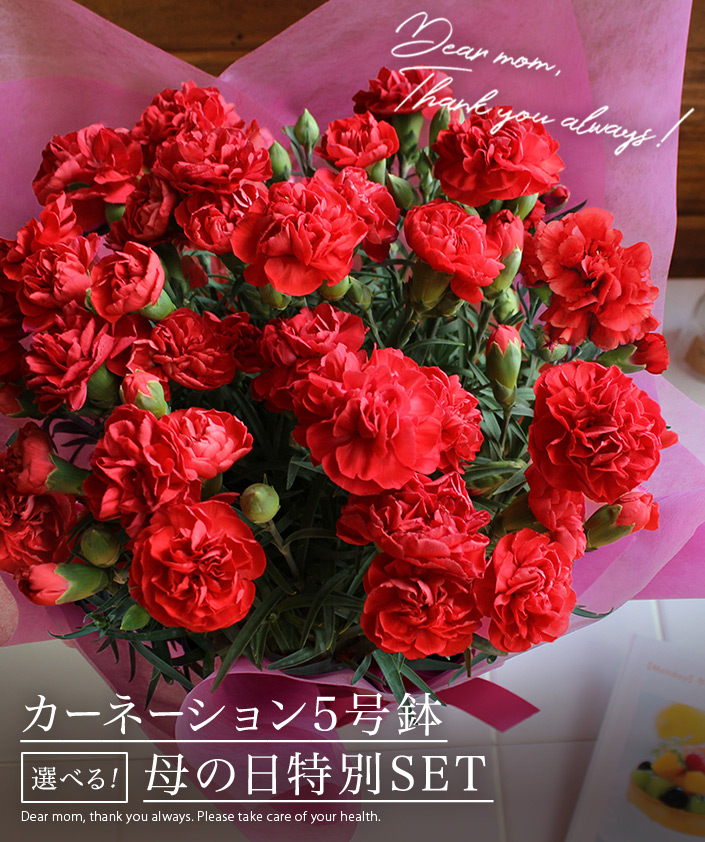 送料無料 母の日 ギフト プレゼント カーネーション 5号鉢 ホテルbigフェイスタオル Or Uvガーゼマフラー Or 今治タオル 母の日限定セット 母の日カード付き バスタオル フェイスタオルの通販 販売ならヒオリエ 本店